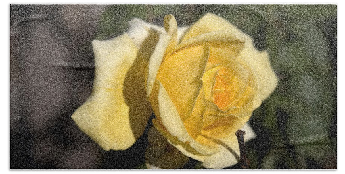 Botanical Beach Towel featuring the photograph Yellow Rose Speaks by Richard Thomas