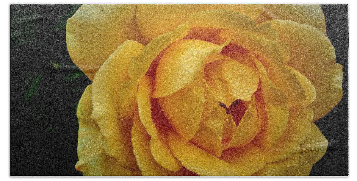 Botanical Beach Towel featuring the photograph Yellow Rose Water Beads by Richard Thomas