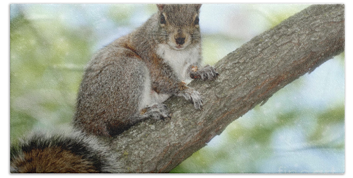 Animals  Beach Towel featuring the photograph Yes I Will Pose for You by Elaine Manley