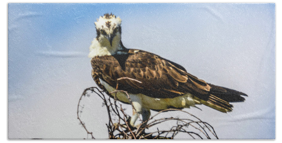 Osprey Beach Towel featuring the photograph You Looking at Me? by Addison Likins