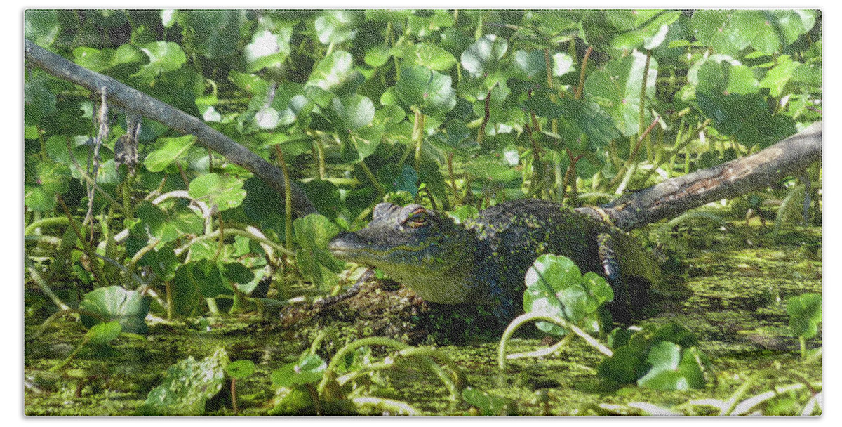 Alligator Beach Towel featuring the photograph Young Alligator by Karen Rispin