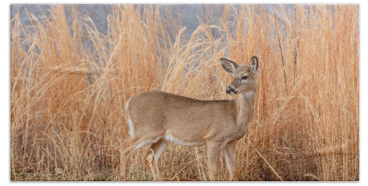 Animal Beach Towel featuring the photograph Young Deer in Tall Grass by Joni Eskridge