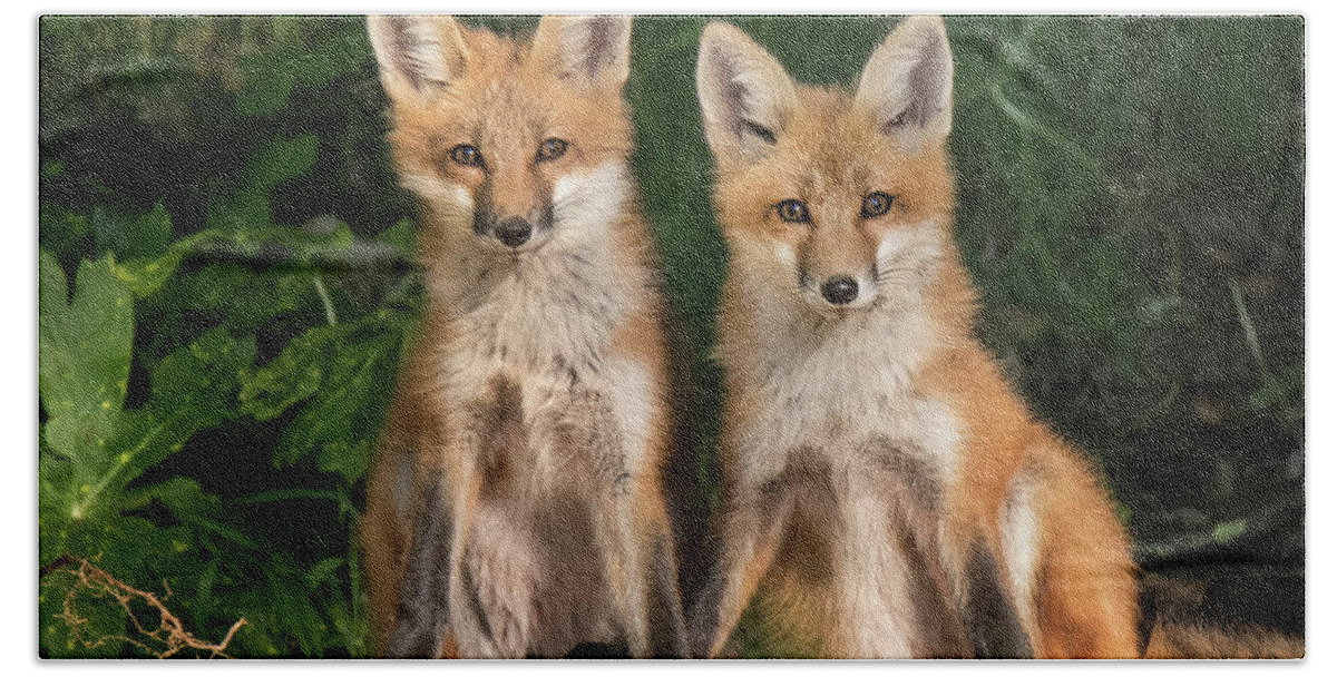 Fox Beach Towel featuring the photograph Young Fox in the Wild by Edward Shotwell