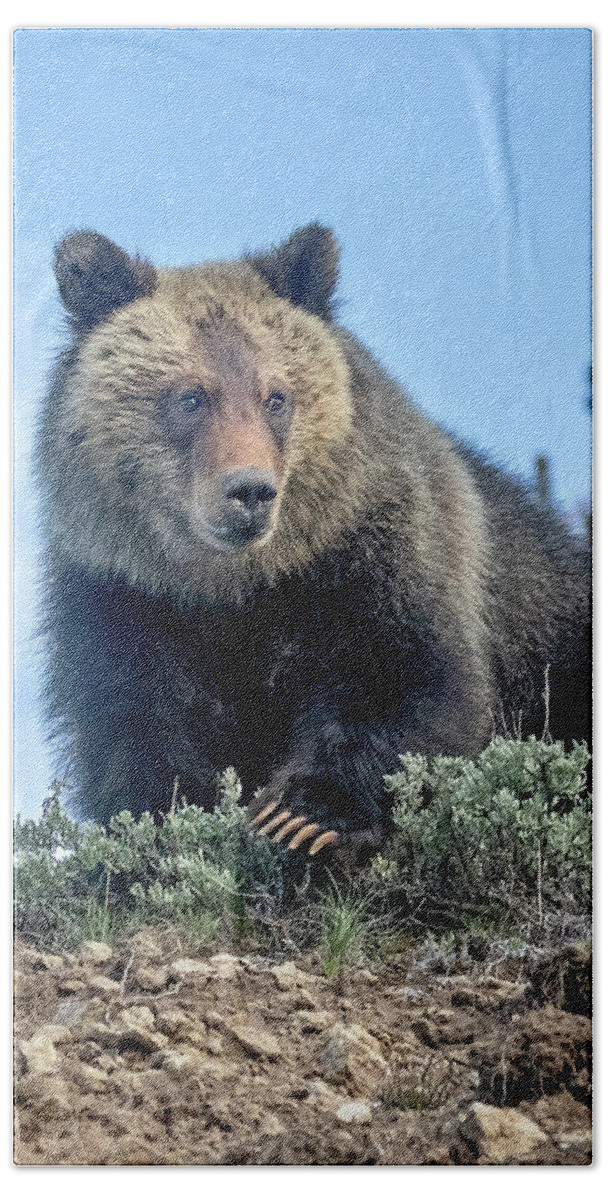 Grizzly Bear Beach Towel featuring the photograph Young Grizzly Bear by Jack Bell