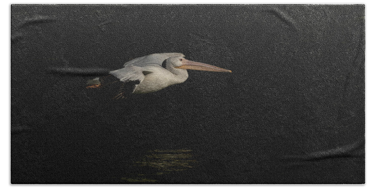 American White Pelican Beach Towel featuring the photograph Young Pelican 2016-8 by Thomas Young