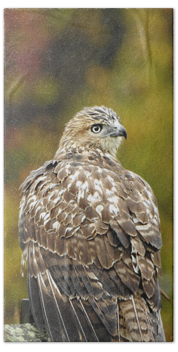 Young Red-tail Beach Towel featuring the photograph Young Red-tail by Dark Whimsy