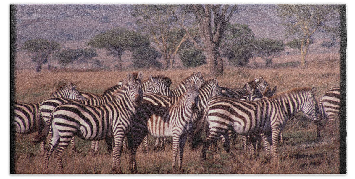 Africa Beach Towel featuring the photograph Zebra Herd by Russel Considine