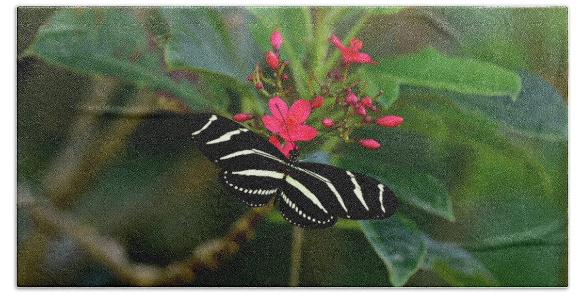 Zebra Longwing Beach Towel featuring the photograph Zebra Longwing Butterfly by Cindy McIntyre