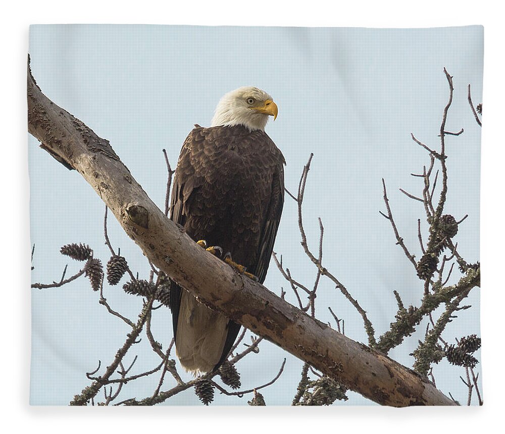 Bald Eagle Fleece Blanket featuring the photograph Resting Bald Eagle by Patricia Schaefer