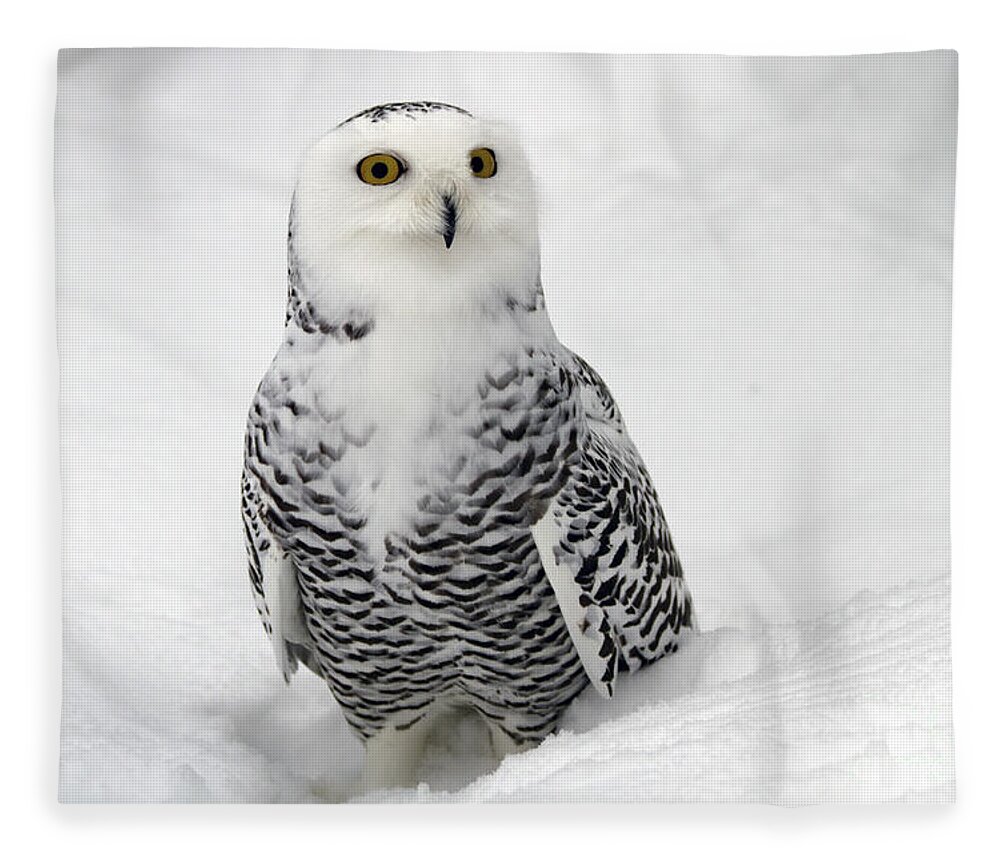 Snowy Owl Fleece Blanket featuring the photograph Snowy Owl Bubo scandiacus by Lilach Weiss