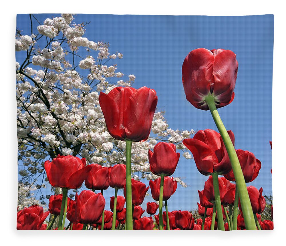 Colorful Fleece Blanket featuring the photograph Red Tulips and Japanese Cherry Tree by Arterra Picture Library