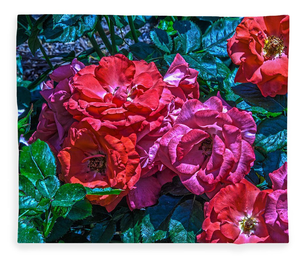Rose Fleece Blanket featuring the photograph A Rose is a Rose #1 by Richard J Cassato