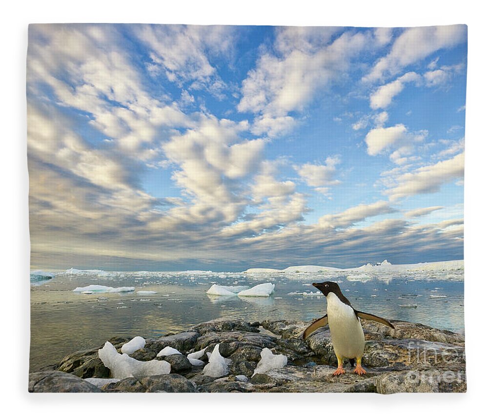 00345612 Fleece Blanket featuring the photograph Adelie Penguin Flapping Wings by Yva Momatiuk John Eastcott