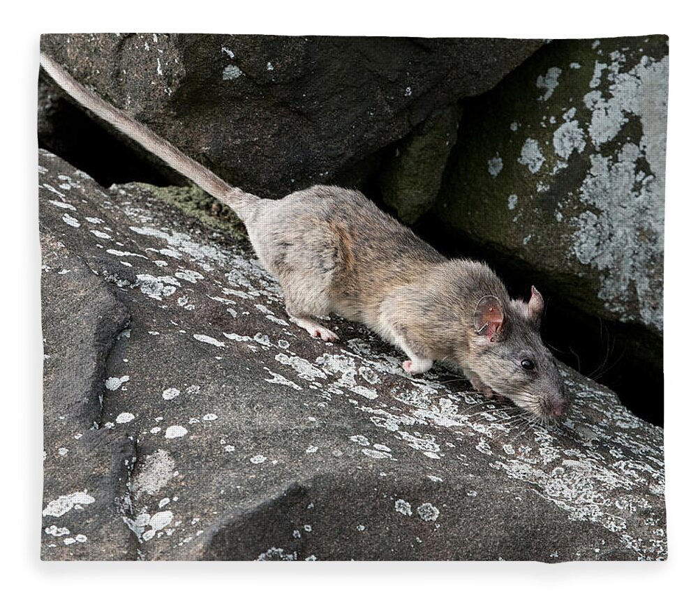 Allegheny Woodrat Fleece Blanket featuring the photograph Allegheny Woodrat Neotoma Magister by David Kenny