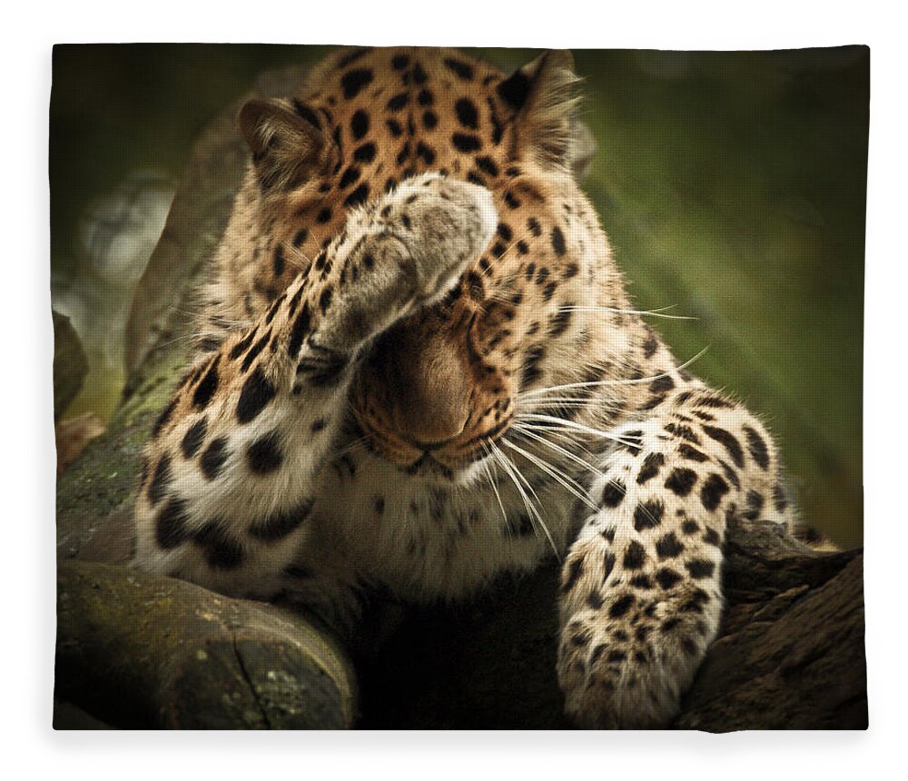 Animal Fleece Blanket featuring the photograph Amur Leopard by Chris Boulton
