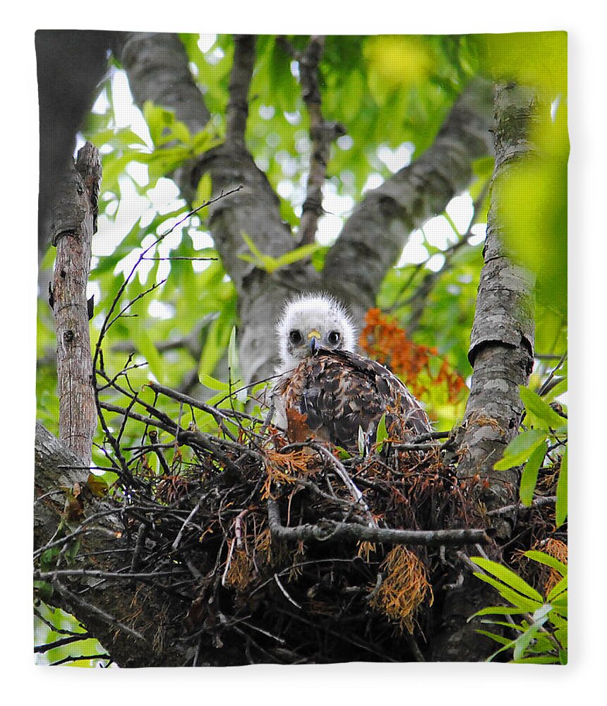 Red Shouldered Hawk Fleece Blanket featuring the photograph Baby Red Shouldered Hawk in Nest #4 by Jai Johnson