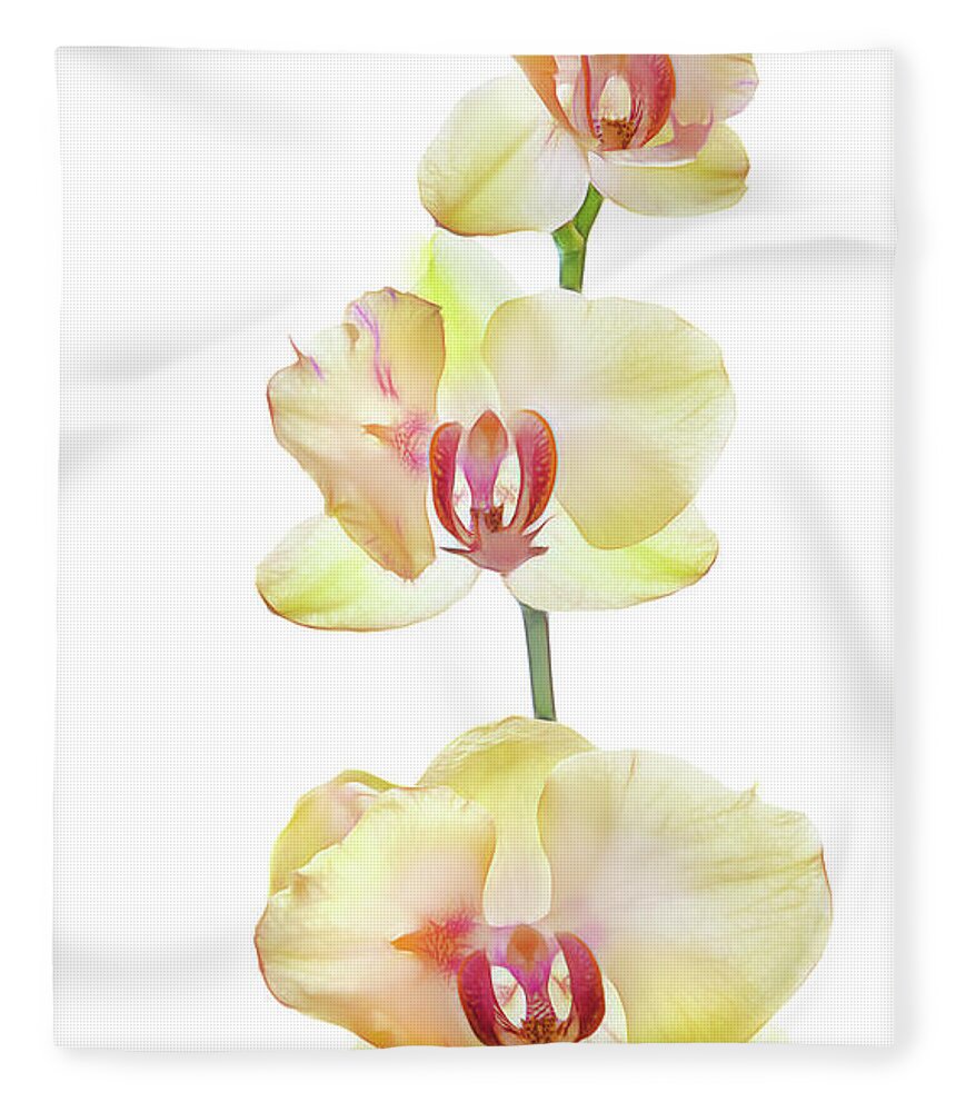 Photography Fleece Blanket featuring the photograph Backlit Orchids Against White Background #1 by Panoramic Images