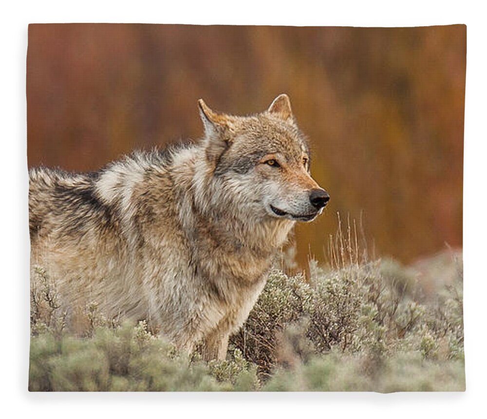 Wolf Fleece Blanket featuring the photograph Blacktail Survey #1 by Kevin Dietrich