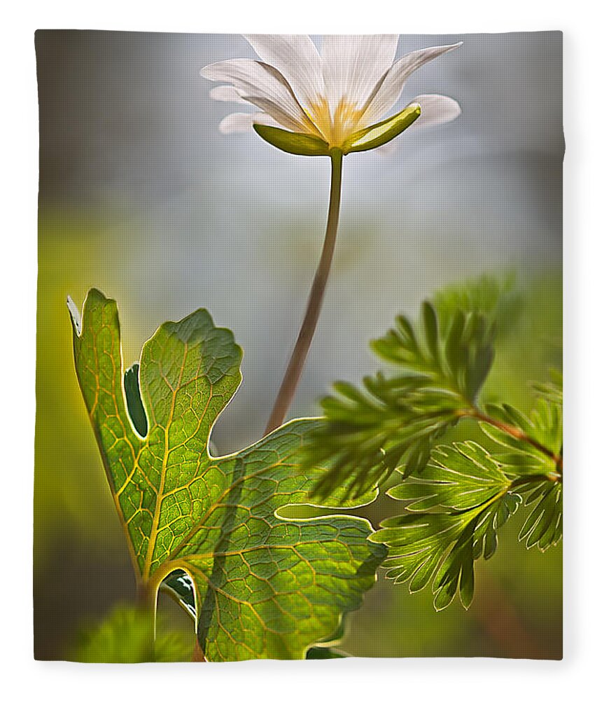2014 Fleece Blanket featuring the photograph Bloodroot #2 by Robert Charity
