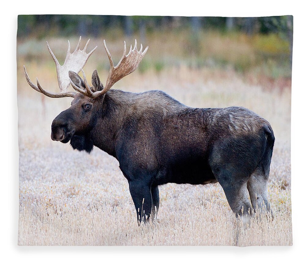 Moose Fleece Blanket featuring the photograph Bull Moose #1 by Max Waugh