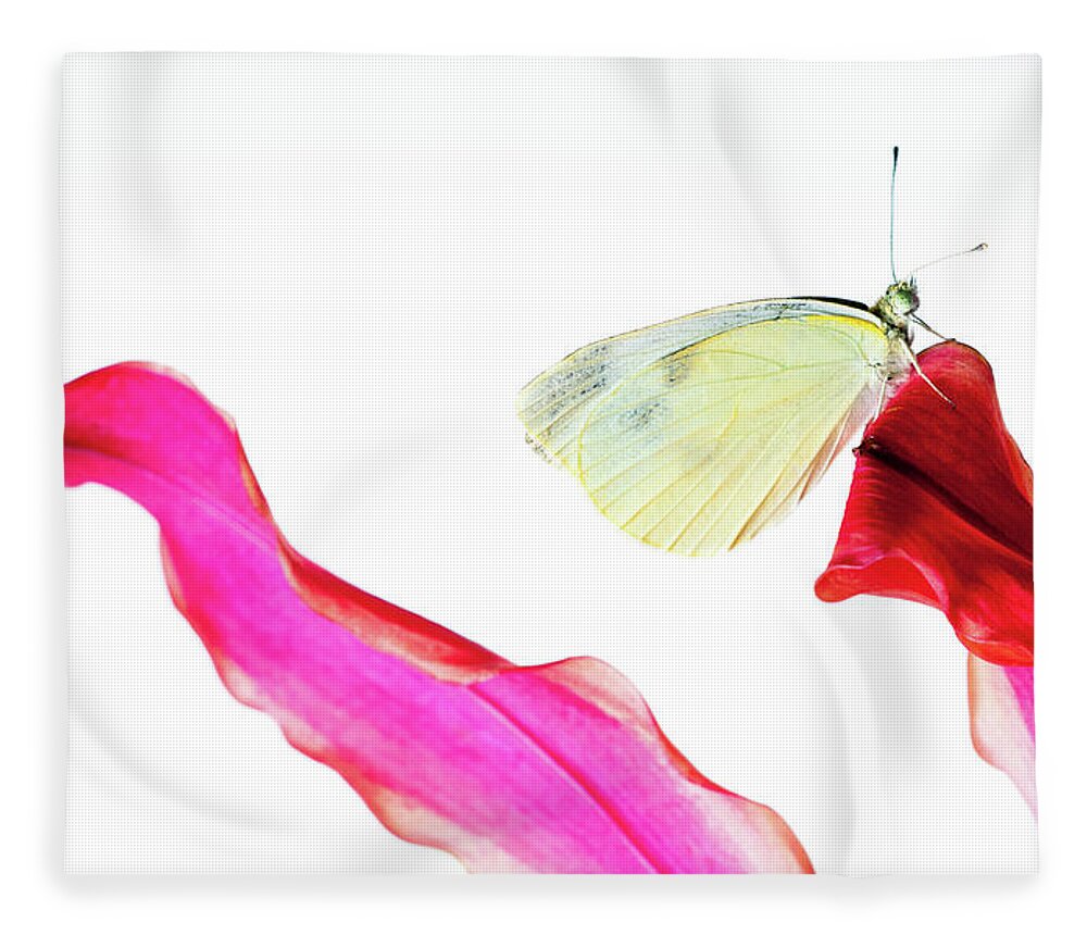 White Background Fleece Blanket featuring the photograph Cabbage White Butterfly #1 by Jim Mckinley