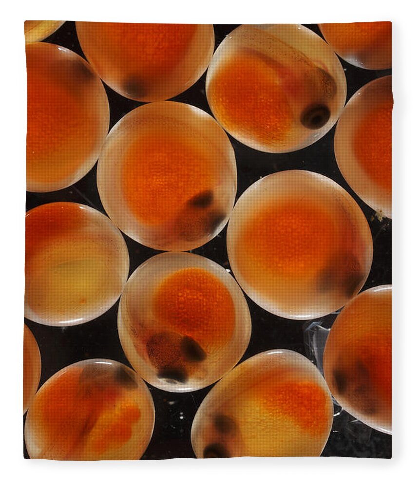 Feb0514 Fleece Blanket featuring the photograph Chum Salmon Eggs #1 by Hiroya Minakuchi