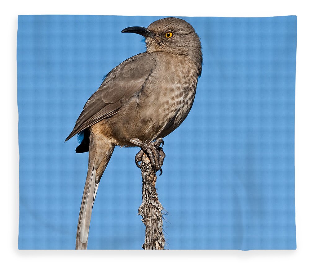 Animal Fleece Blanket featuring the photograph Curve-Billed Thrasher by Jeff Goulden