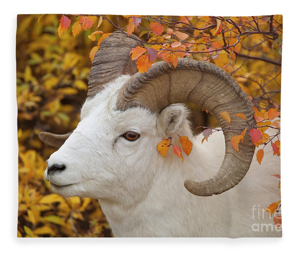 00440933 Fleece Blanket featuring the photograph Dalls Sheep Ram in Denali by Yva Momatiuk and John Eastcott