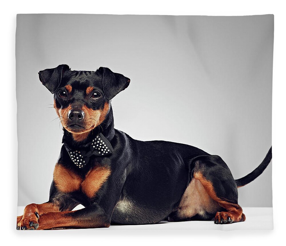 Alertness Fleece Blanket featuring the photograph Dog Wearing Bow Tie #1 by 24frames