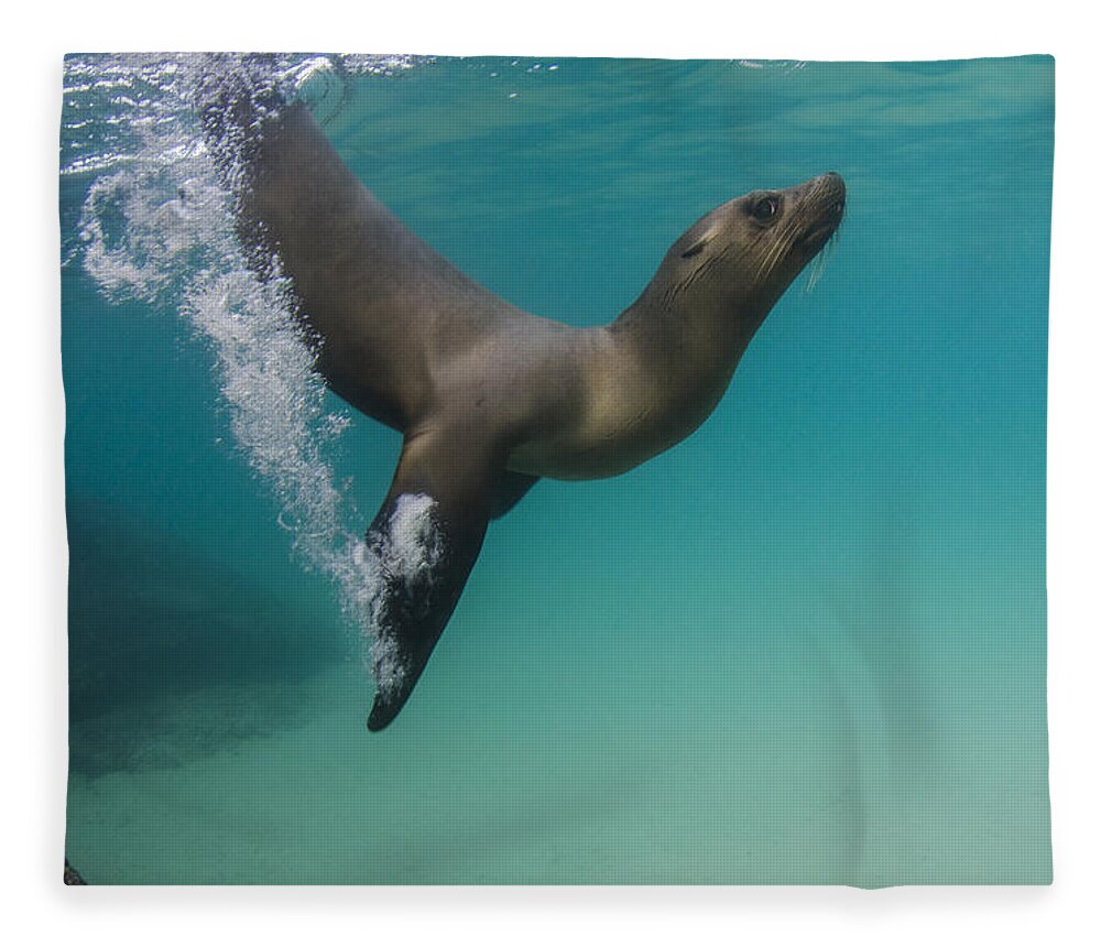 Pete Oxford Fleece Blanket featuring the photograph Galapagos Sea Lion Swimming Ecuador #1 by Pete Oxford