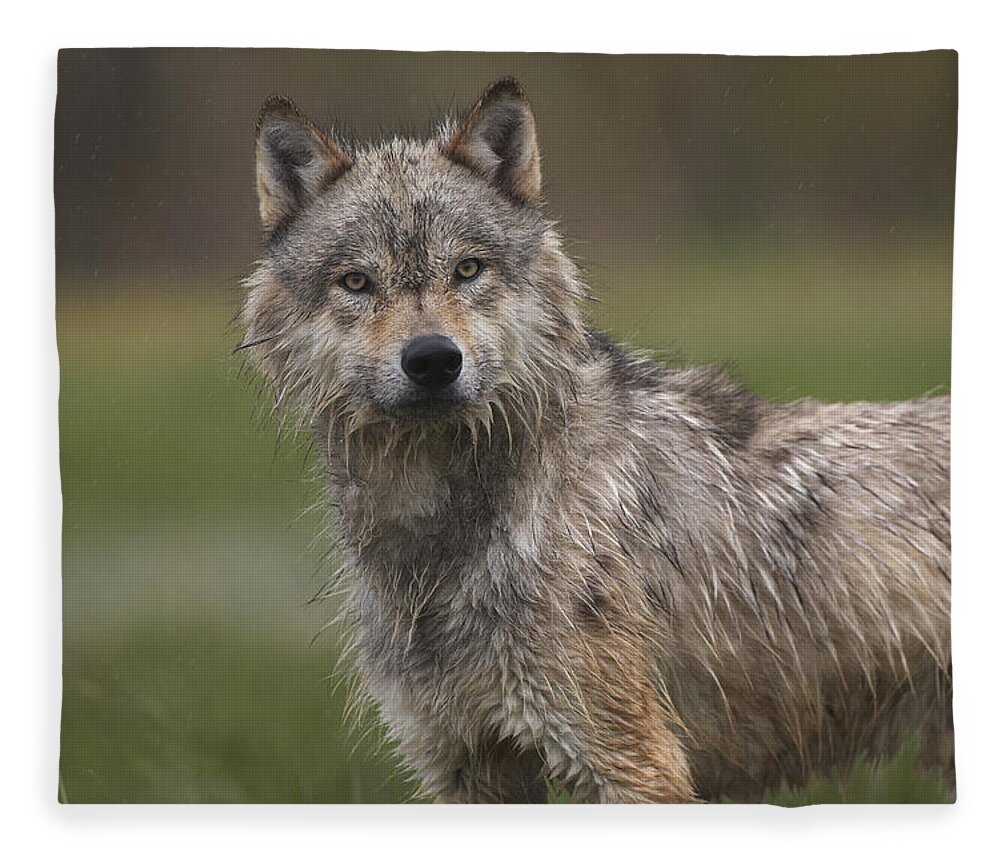 Feb0514 Fleece Blanket featuring the photograph Gray Wolf North America #1 by Tim Fitzharris