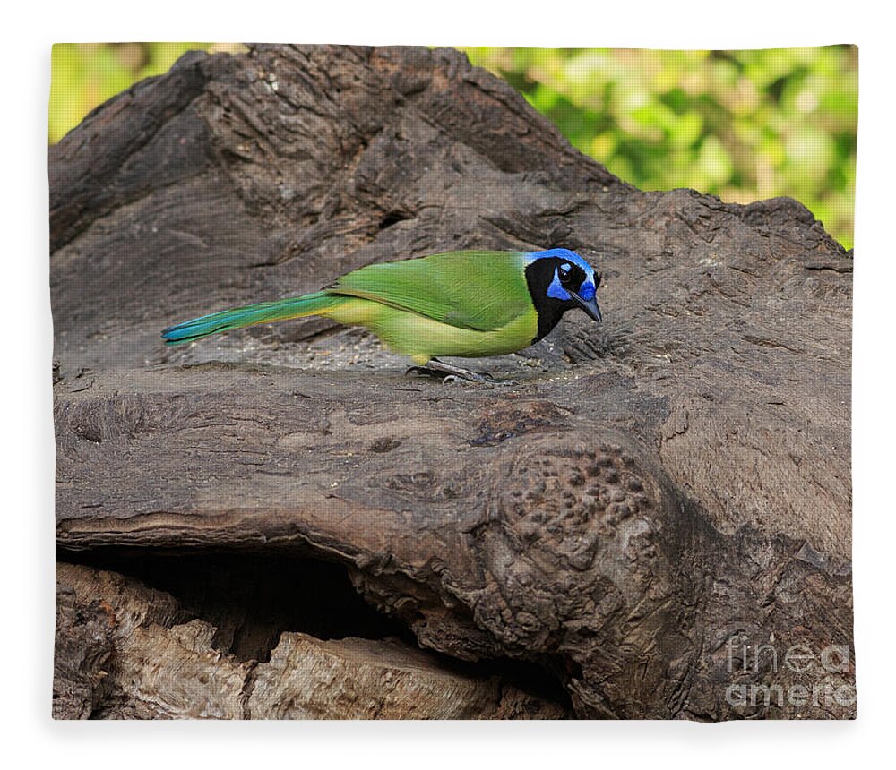 Green Jay Fleece Blanket featuring the photograph Green Jay #1 by Louise Heusinkveld