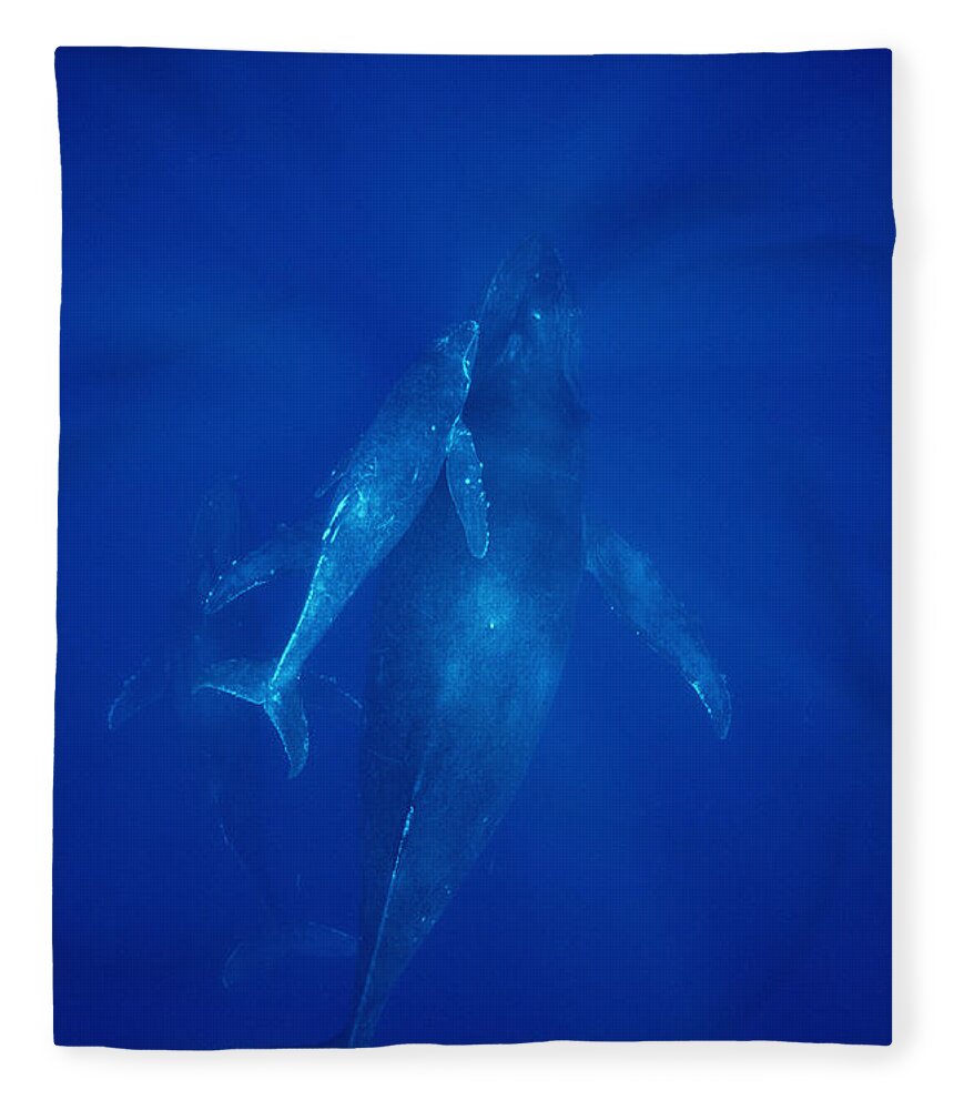 Feb0514 Fleece Blanket featuring the photograph Humpback Whale Cow Calf And Male Escort #1 by Flip Nicklin