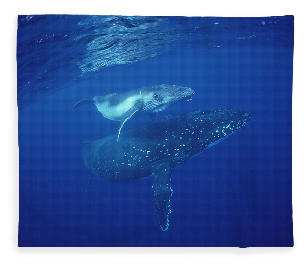 Feb0514 Fleece Blanket featuring the photograph Humpback Whale Mother And Calf Tonga by Flip Nicklin