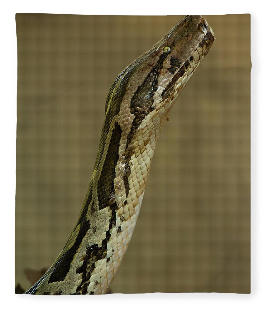 Headshot Fleece Blanket featuring the photograph Indian Python #1 by SAURAVphoto Online Store