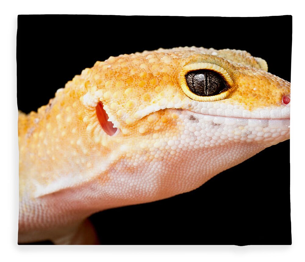 Common Leopard Gecko Fleece Blanket featuring the photograph Leopard Gecko Eublepharis Macularius #1 by David Kenny