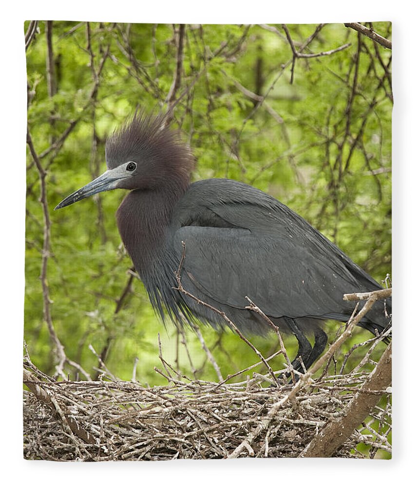 Feb0514 Fleece Blanket featuring the photograph Little Blue Heron On Nest Texas #1 by Tom Vezo