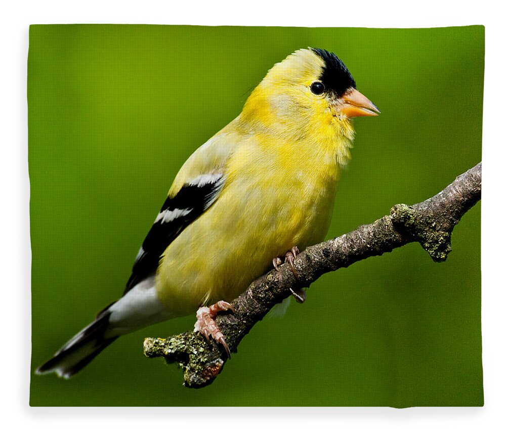 Adult Fleece Blanket featuring the photograph Male American Goldfinch by Jeff Goulden