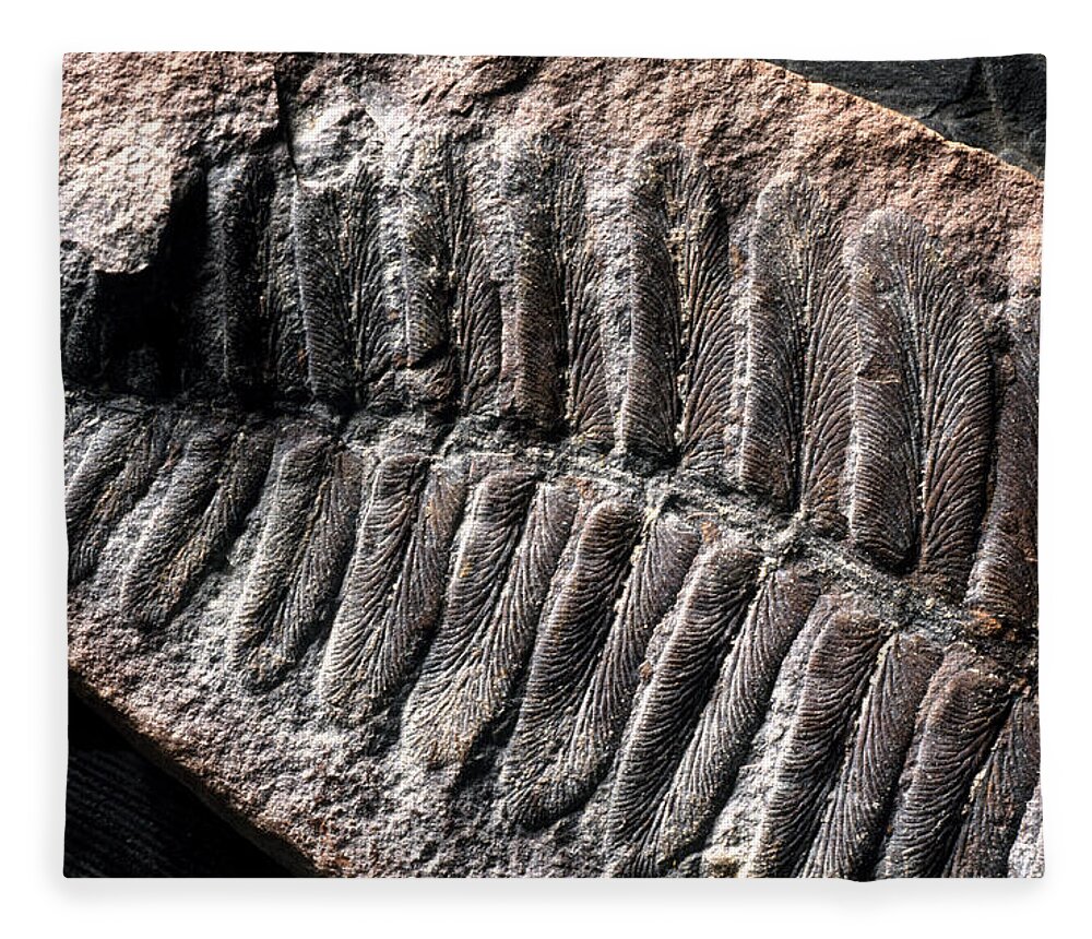 Ancient Fleece Blanket featuring the photograph Neuropteris Fossil #1 by Theodore Clutter