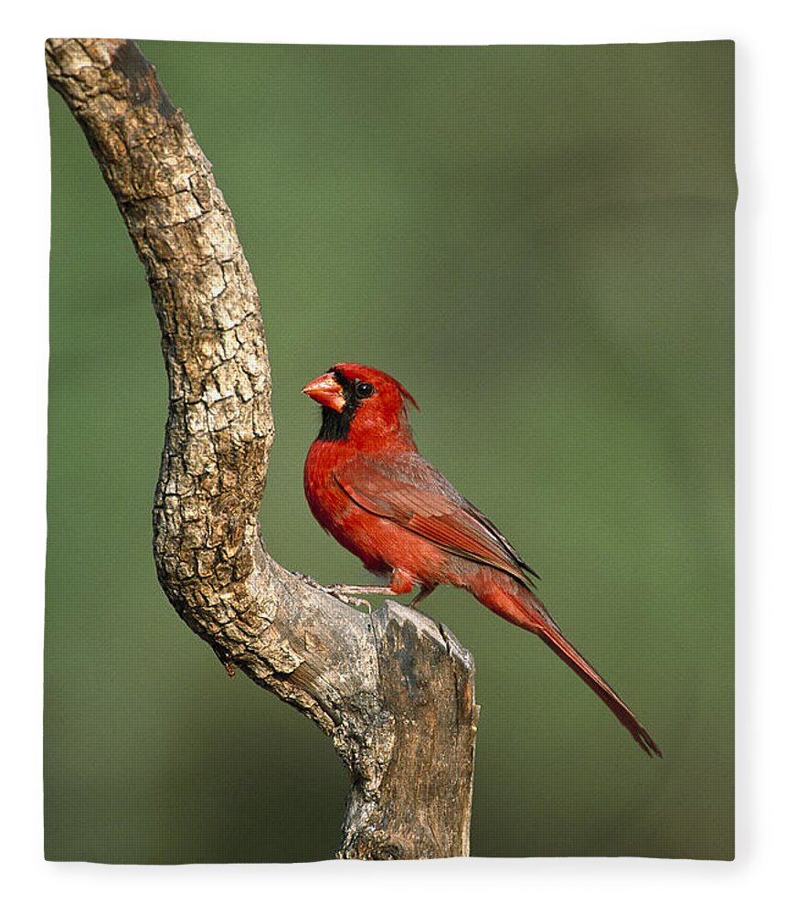 Feb0514 Fleece Blanket featuring the photograph Northern Cardinal Male Texas by Tom Vezo