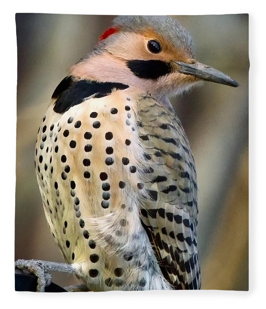 Northern Flicker Fleece Blanket featuring the photograph Northern Flicker #1 by Bill Wakeley