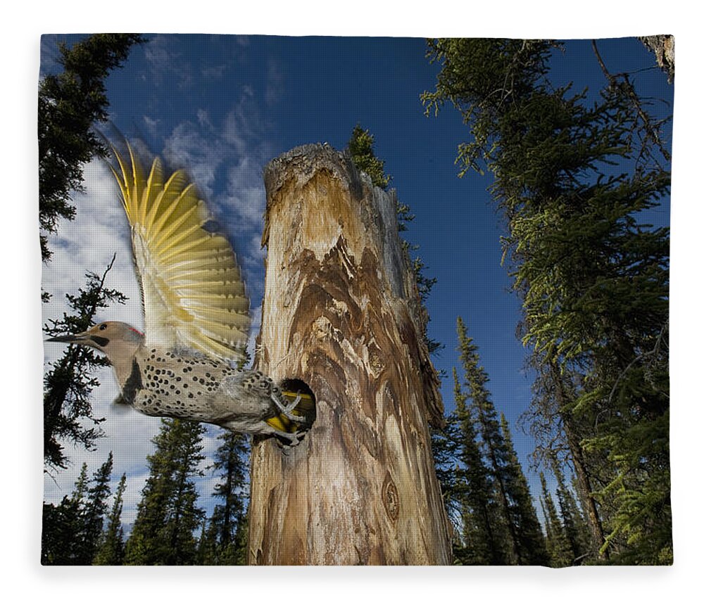 Michael Quinton Fleece Blanket featuring the photograph Northern Flicker Leaving Nest Cavity #1 by Michael Quinton