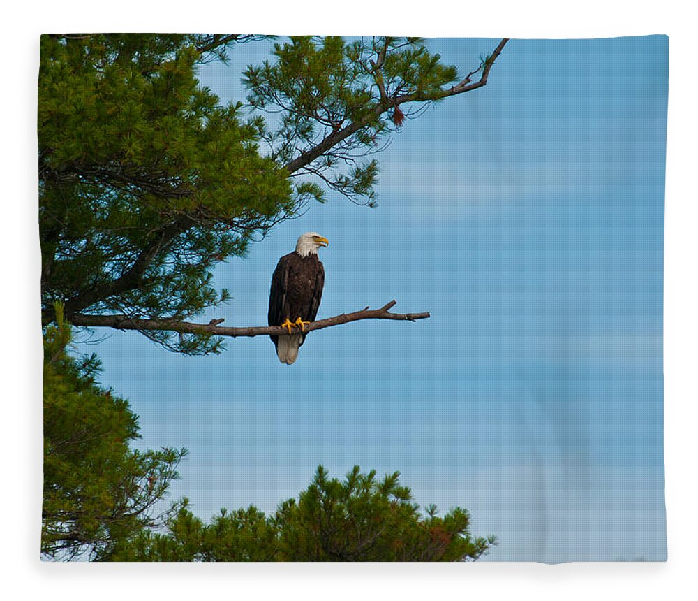 Bald Eagle Fleece Blanket featuring the photograph Out on a Limb #1 by Brenda Jacobs