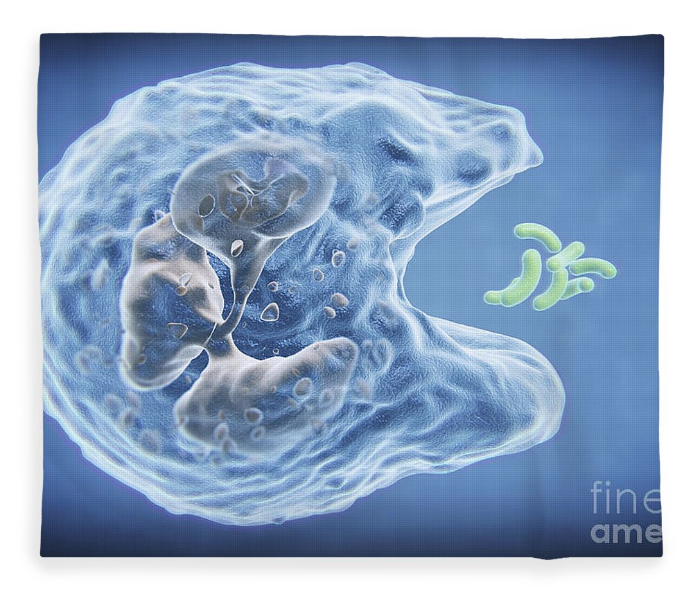 Immune System Fleece Blanket featuring the photograph Phagocytosis #1 by Science Picture Co