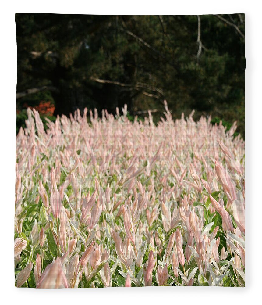 Flower Fleece Blanket featuring the photograph Pink Flames #1 by Susan Herber