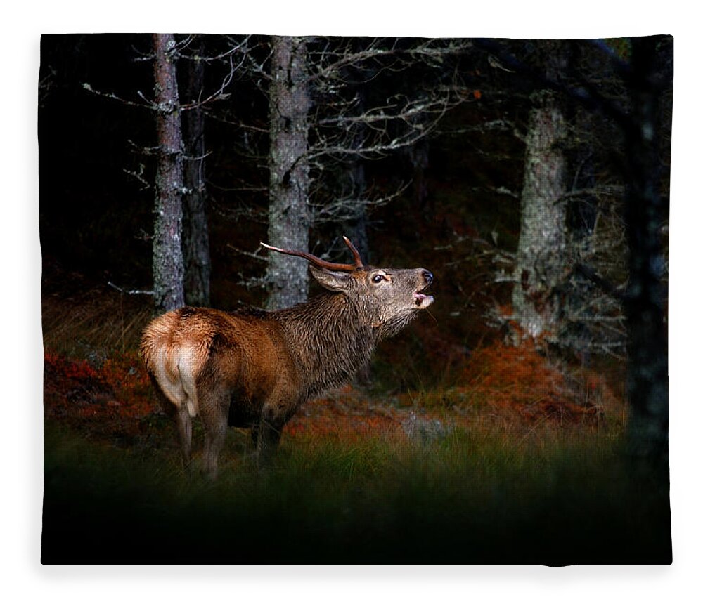 Roaring Stag Fleece Blanket featuring the photograph Roaring stag #1 by Gavin Macrae