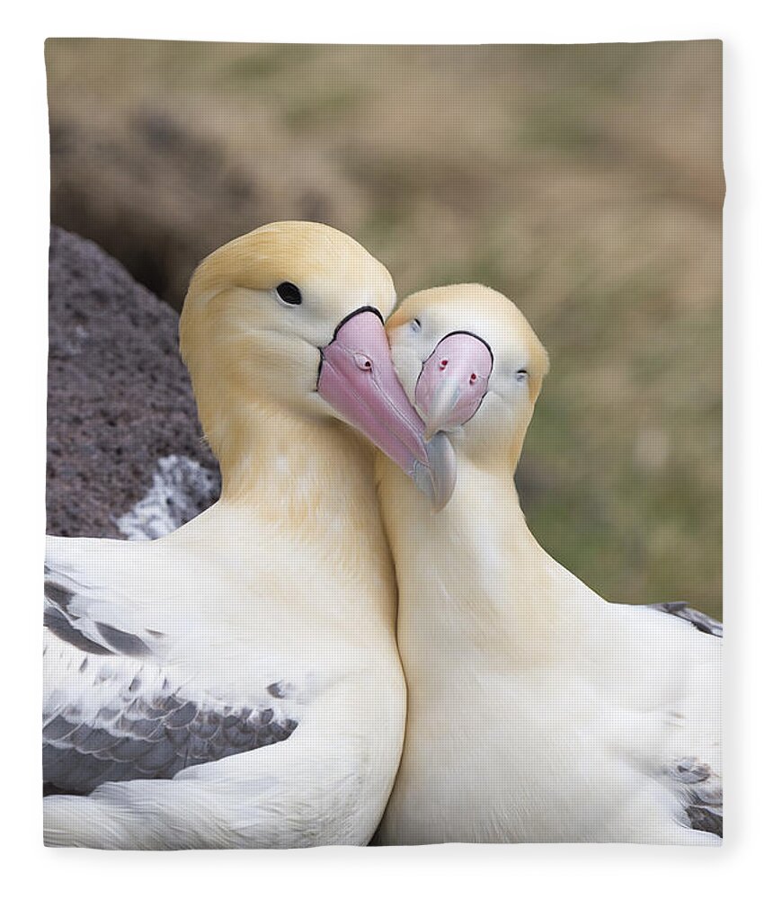 536860 Fleece Blanket featuring the photograph Short-tailed Albatross Torishima Isl by Tui De Roy