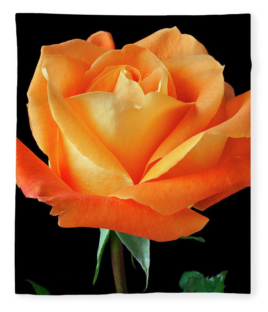 Orange Color Fleece Blanket featuring the photograph Single Orange Rose #1 by Garry Gay