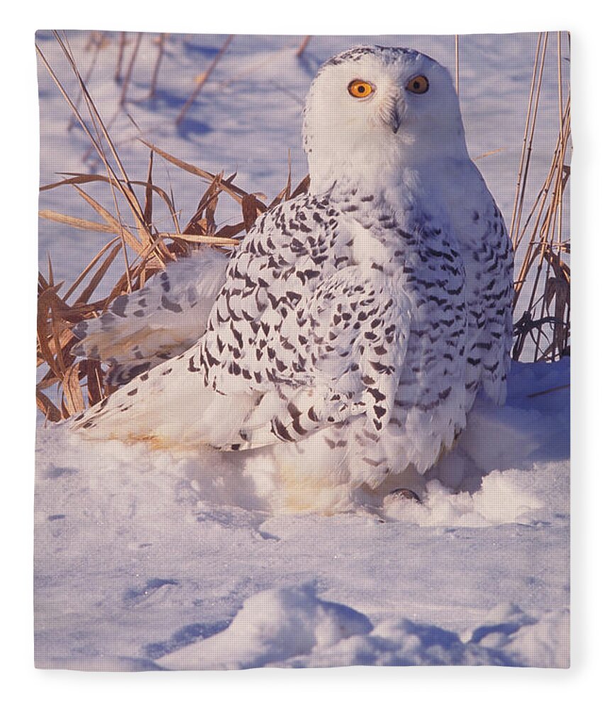 Snowy Owl Nyctea Scandiaca #1 Fleece Blanket by Ray Coleman - Science  Source Prints - Website