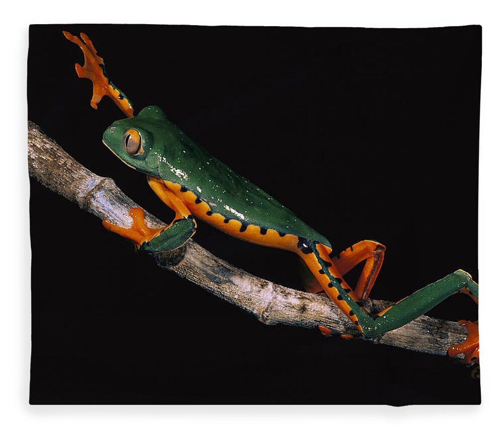 00217037 Fleece Blanket featuring the photograph Splendid Leaf Frog Ecuador #2 by Pete Oxford